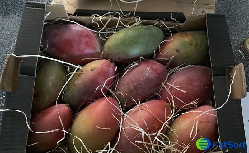 images/1668495295881mango grader.jpg